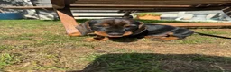 Dachshund dogs for sale: Standard wire haired dachshund  - Advert 25