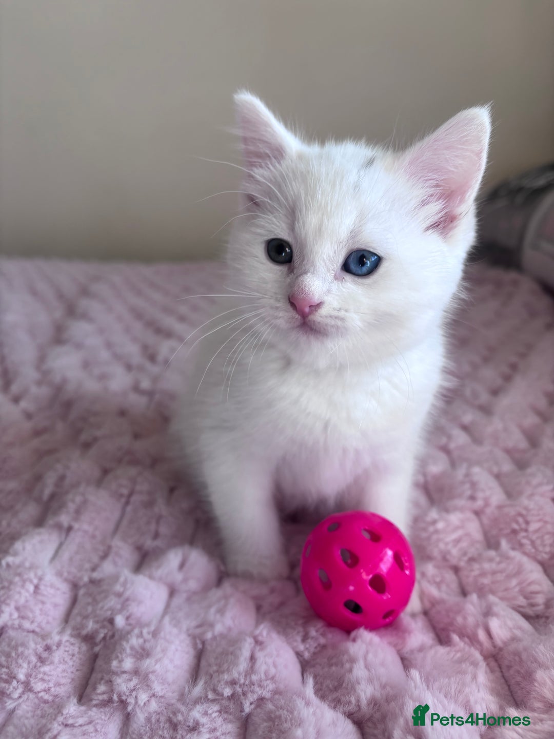 Ragdoll cats for sale: Ragdoll Cross Maine Coon Kitten - Image 8