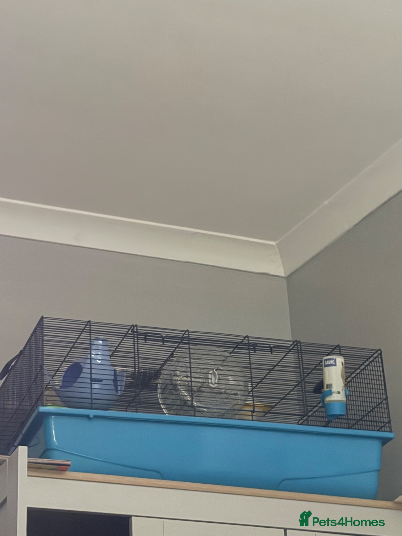 Hamster rodents Male Syrian hamster - Advert 9