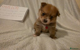 Mixed Breed dogs for sale: Yorkie-pom puppies  - Image 5