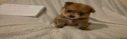 Mixed Breed dogs for sale: Yorkie-pom puppies Last boy left! - Advert 11