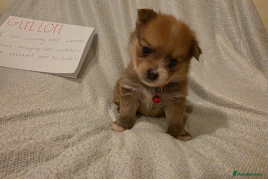 Mixed Breed dogs for sale: Yorkie-pom puppies  - Image 5