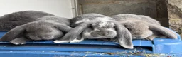 French Lop rabbits for sale: Stunning French lop babies  - Advert 21