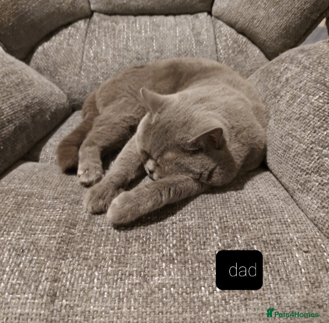British Shorthair cats Bradford 4 british shorthair kittens ready  - Advert 2