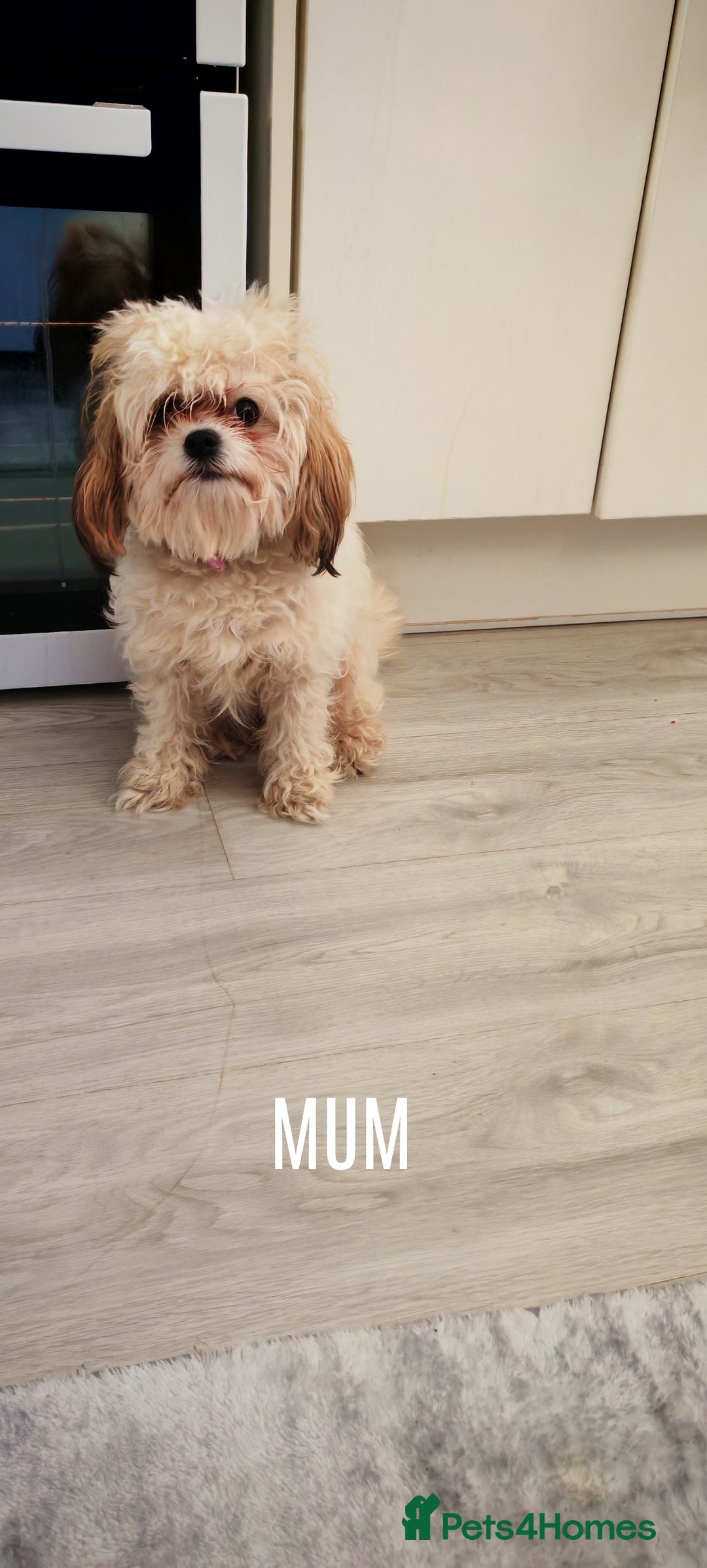 Shih Tzu dogs for sale: Beautiful full breed fluffy Shih Tzu boy  - Advert 16