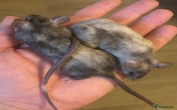 Mouse rodents for sale: Baby mice message to be added to waiting list   - Image 3