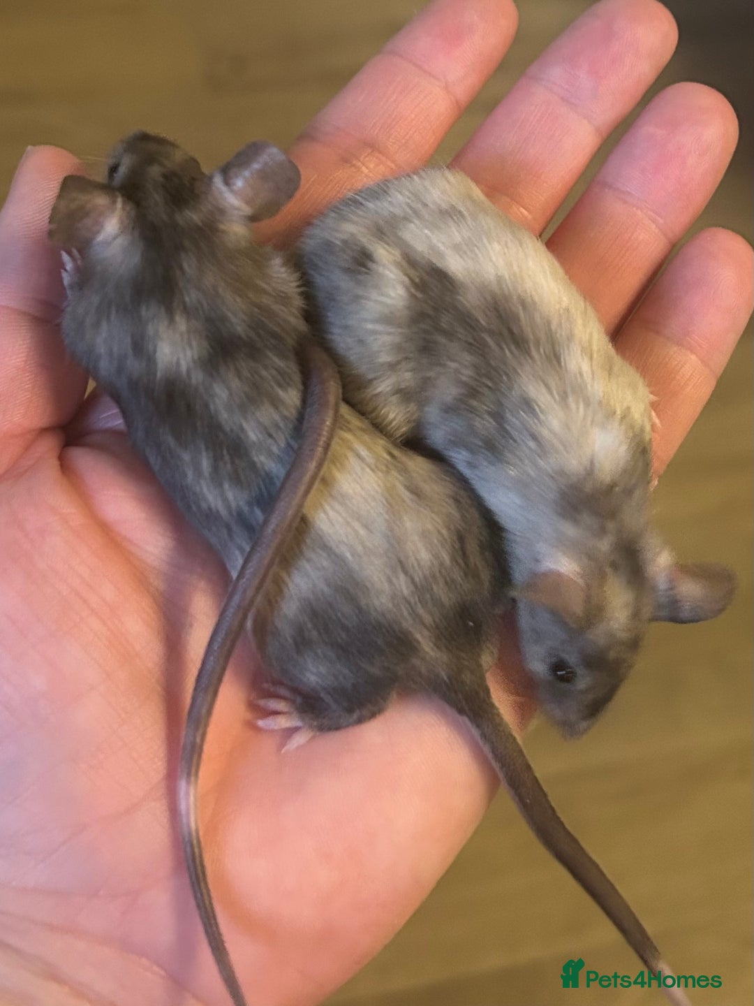 Mouse rodents for sale: Baby mice message to be added to waiting list   - Image 3