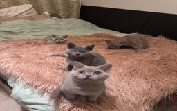 British Shorthair cats for sale: Beautiful Lilac boys - Image 5