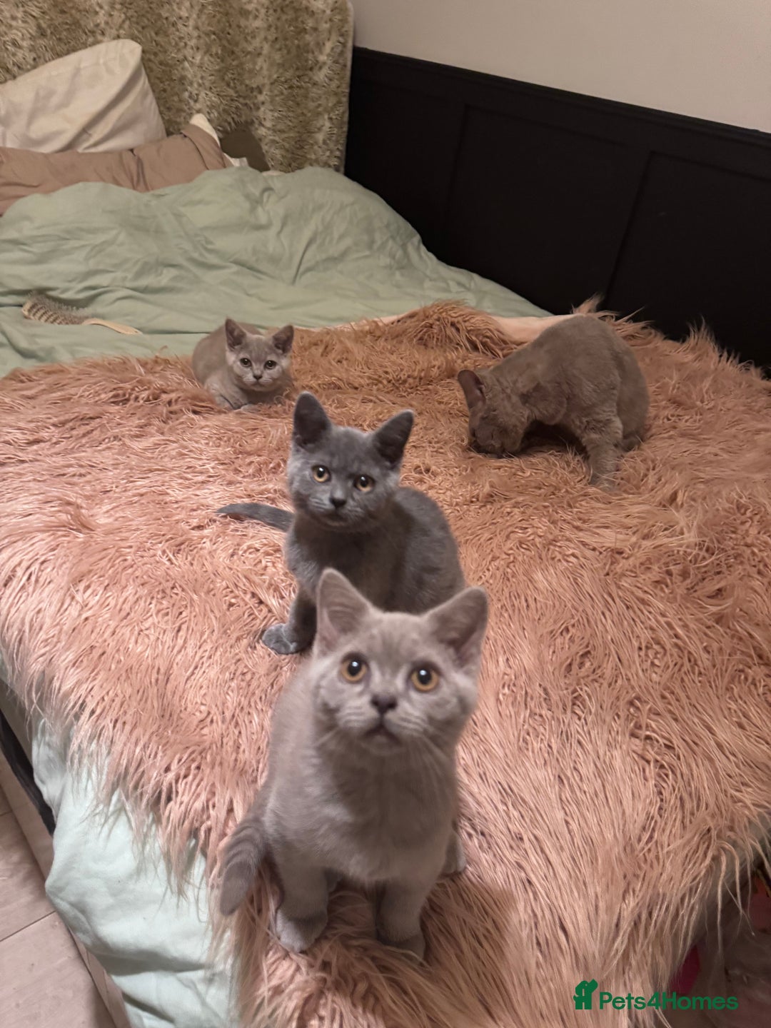British Shorthair cats for sale: Beautiful Lilac boys - Image 5