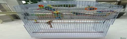 Budgerigars birds for sale:     3 Stunning Budgies with Cage & Accessories in Dewsbury - Advert 4