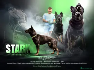 German Shepherd dogs EXCEPTIONAL BI COLOUR MALE - Advert 2