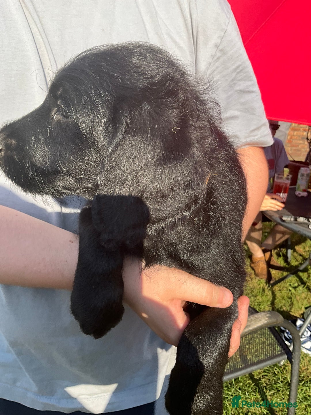 Labradoodle dogs for sale: Labradoodle  - Image 24