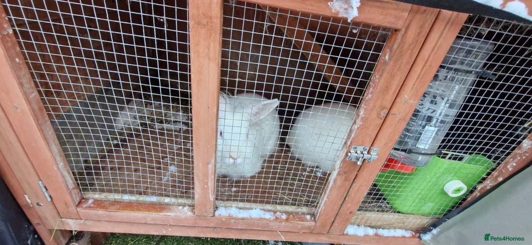 Mini Lion Lop rabbits for sale: Lion Rabbit female - Advert 11