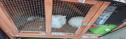 Mini Lion Lop rabbits for sale: Lion Rabbit female - Advert 11