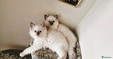 Ragdoll cats - Advert 4