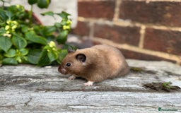 Hamster rodents for sale: Beautiful baby hamsters. Russian Dwarf and Syrian - Image 27