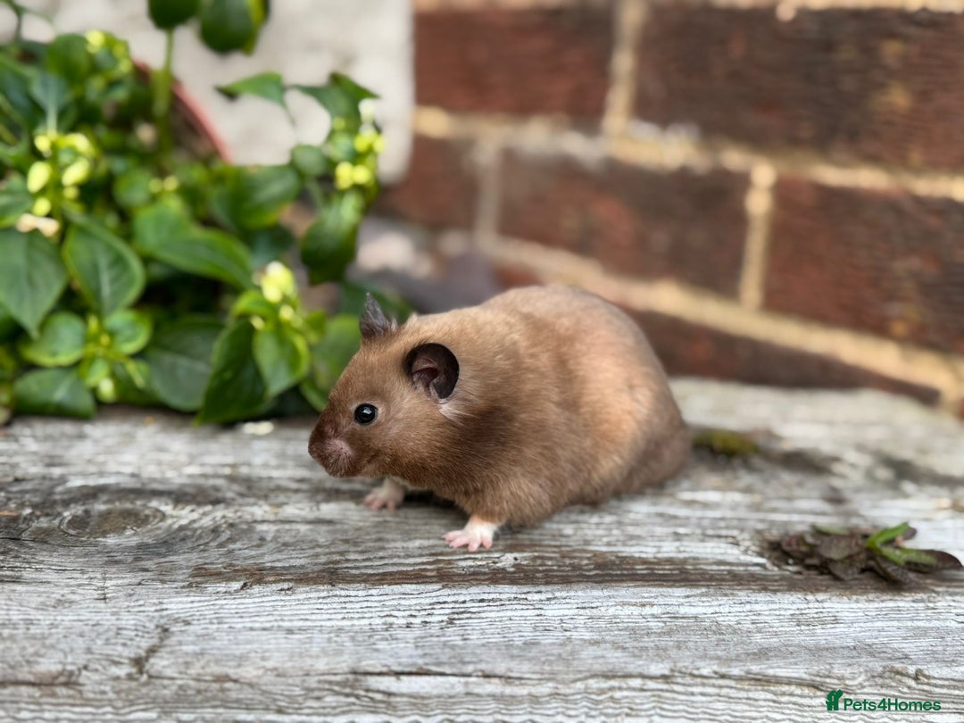 Hamster rodents for sale: Beautiful baby hamsters. Russian Dwarf and Syrian - Image 27