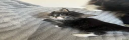 Maine Coon cats for sale: Beautiful Maine coon kittens - Advert 11