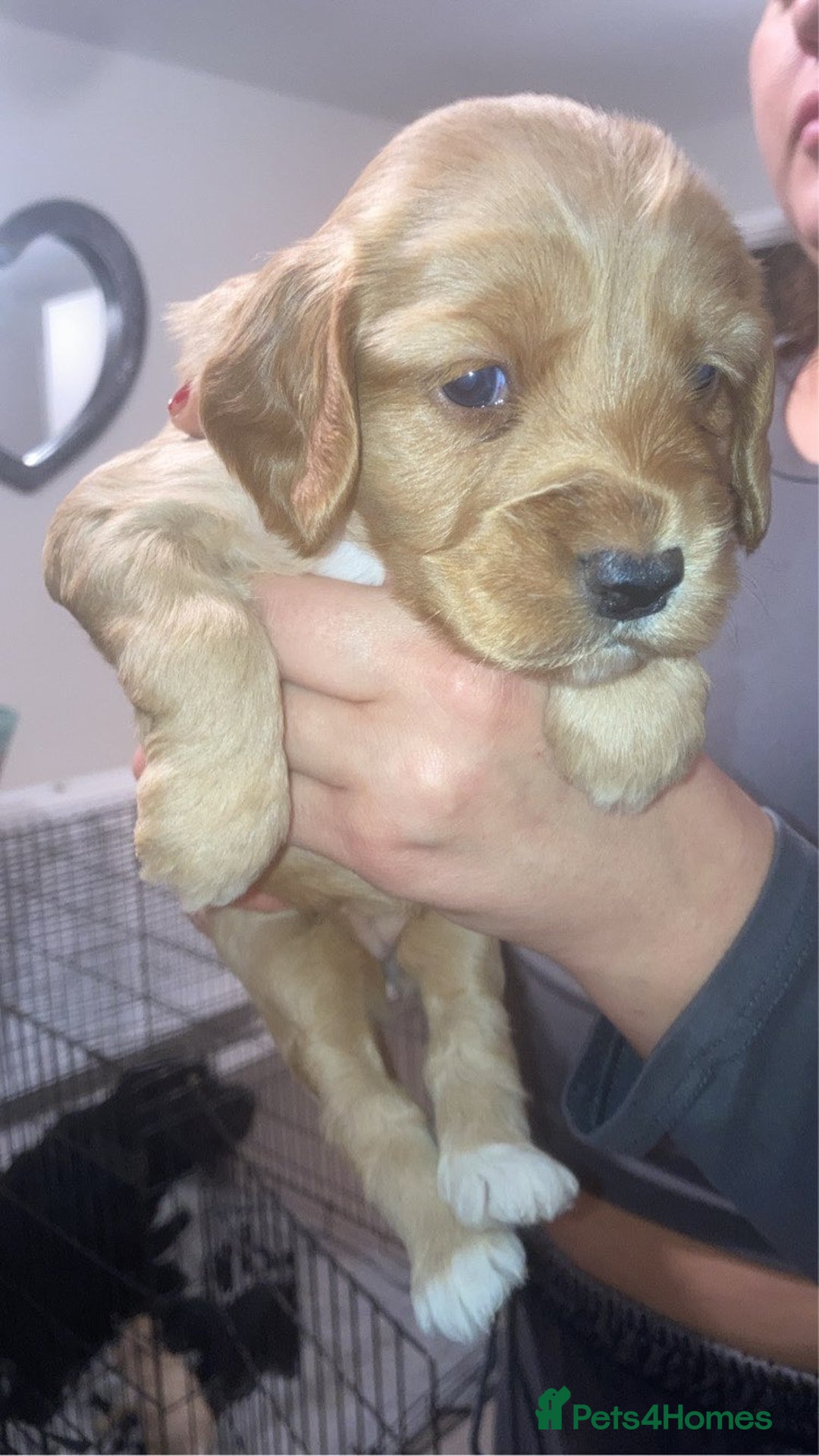 Cockapoo dogs for sale: 6 beautiful F2 cockapoos for sale!    - Advert 10