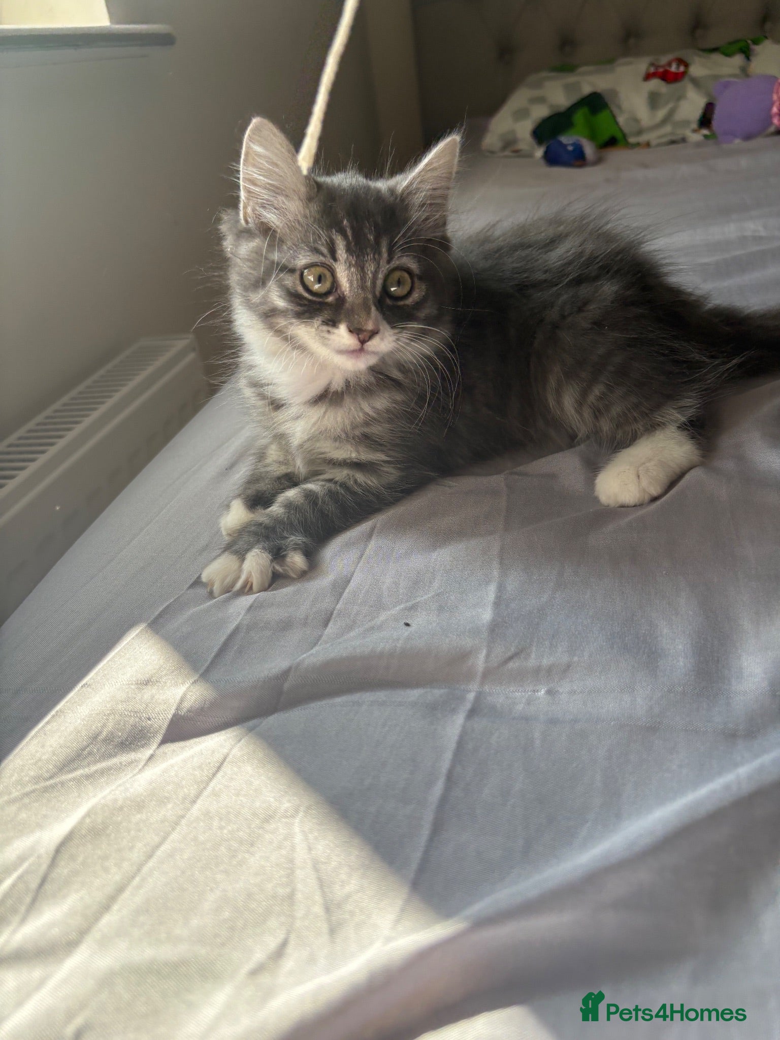 Ragdoll cats Kitten - Advert 2