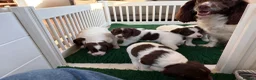 English Springer Spaniel dogs for sale: KC Springer Spaniel Pups - Advert 18