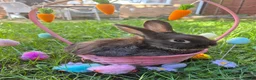 Mixed Breed rabbits for sale: Baby easter bunnies  - Advert 3