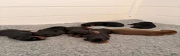 Dobermann dogs for sale: KC Registered Doberman Puppies | Health Tested 🐾 - Advert 2