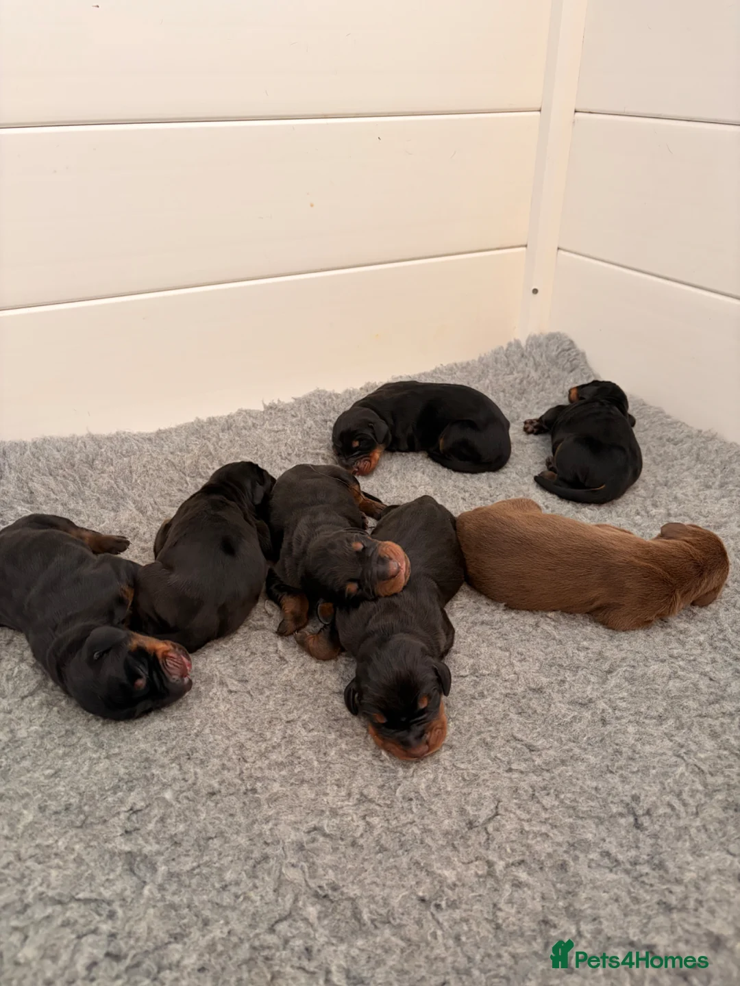 Dobermann dogs for sale: KC Registered Doberman Puppies | Health Tested 🐾 - Advert 2