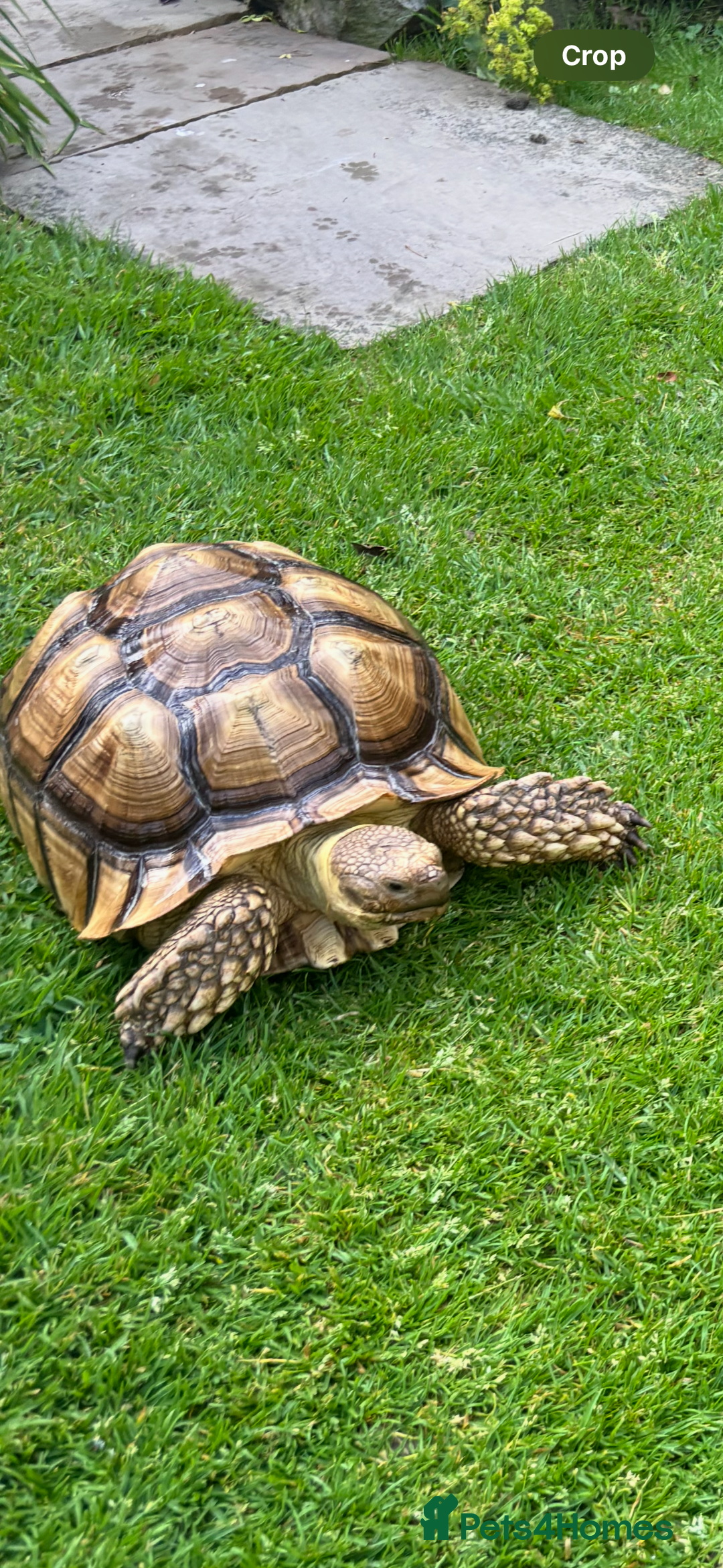 Tortoise reptiles for sale: Sulcata tortoise  - Advert 1