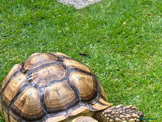 Tortoise reptiles Sulcata tortoise - Advert 1