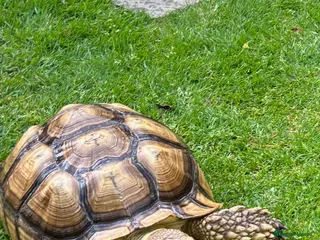 Tortoise reptiles Sulcata tortoise - Advert 9