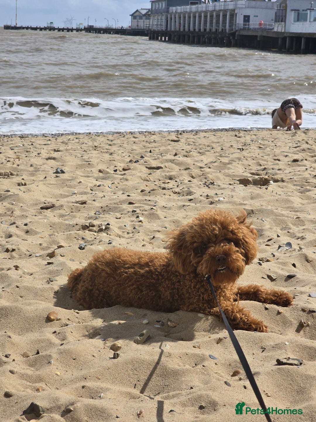 Toy Poodle dogs for stud: Toffee is a purebred red Toy Poodle  - Advert 2