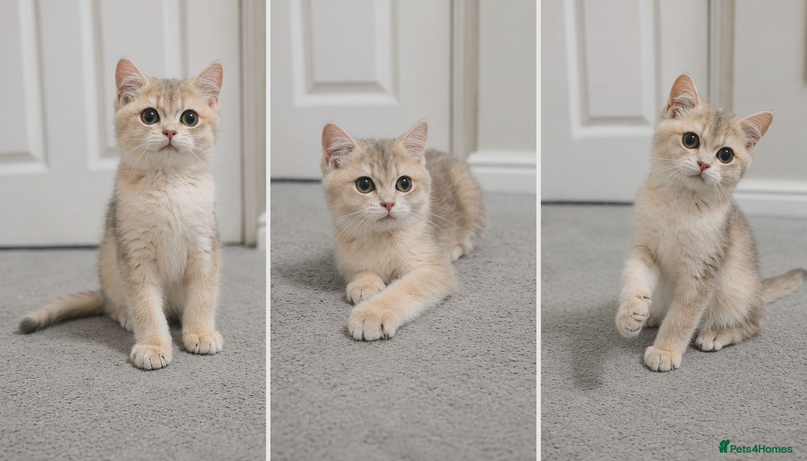 British Shorthair cats GCCF Blue Golden BSH Kitten – Ready Now - Advert 1