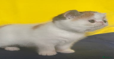 Exotic cats - Advert 10