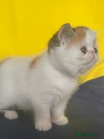 Exotic cats - Advert 3