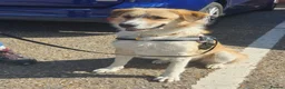 Mixed Breed dogs for adoption: Matilda, a beautiful dog - Advert 3