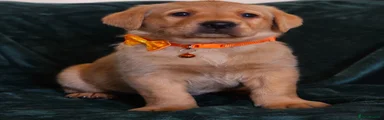 Labrador Retriever 3