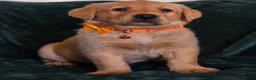 Labrador Retriever dogs for sale: ⭐⭐7 Beautiful Fox Red Labrador Pups Ready Soon!⭐⭐️ - Advert 18
