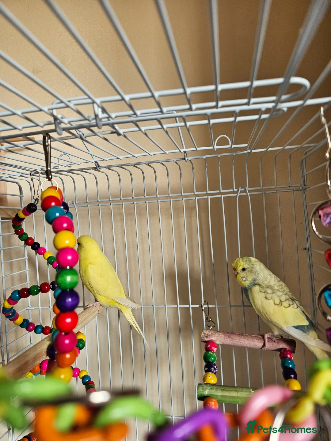 Budgerigars birds for sale: Budgirigars for sale  in Bicester - Advert 2