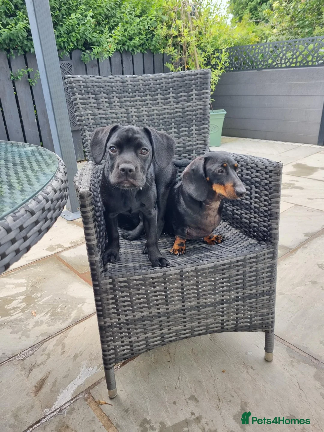 Mixed Breed dogs for sale: Millie in Banbridge - Advert 2