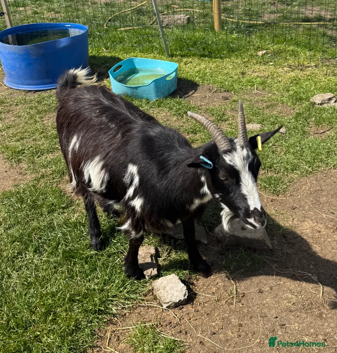 Goats livestock for sale: Pygmy billy and Pygmy mum for sale  - Advert 2