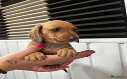 Miniature Dachshund dogs for sale: READY NOW! DAPPLE MINIATURE DACHSHUNDS⭐️ - Image 10