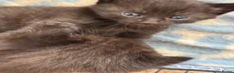 Mixed Breed cats for sale: Kittens for sale - Advert 6