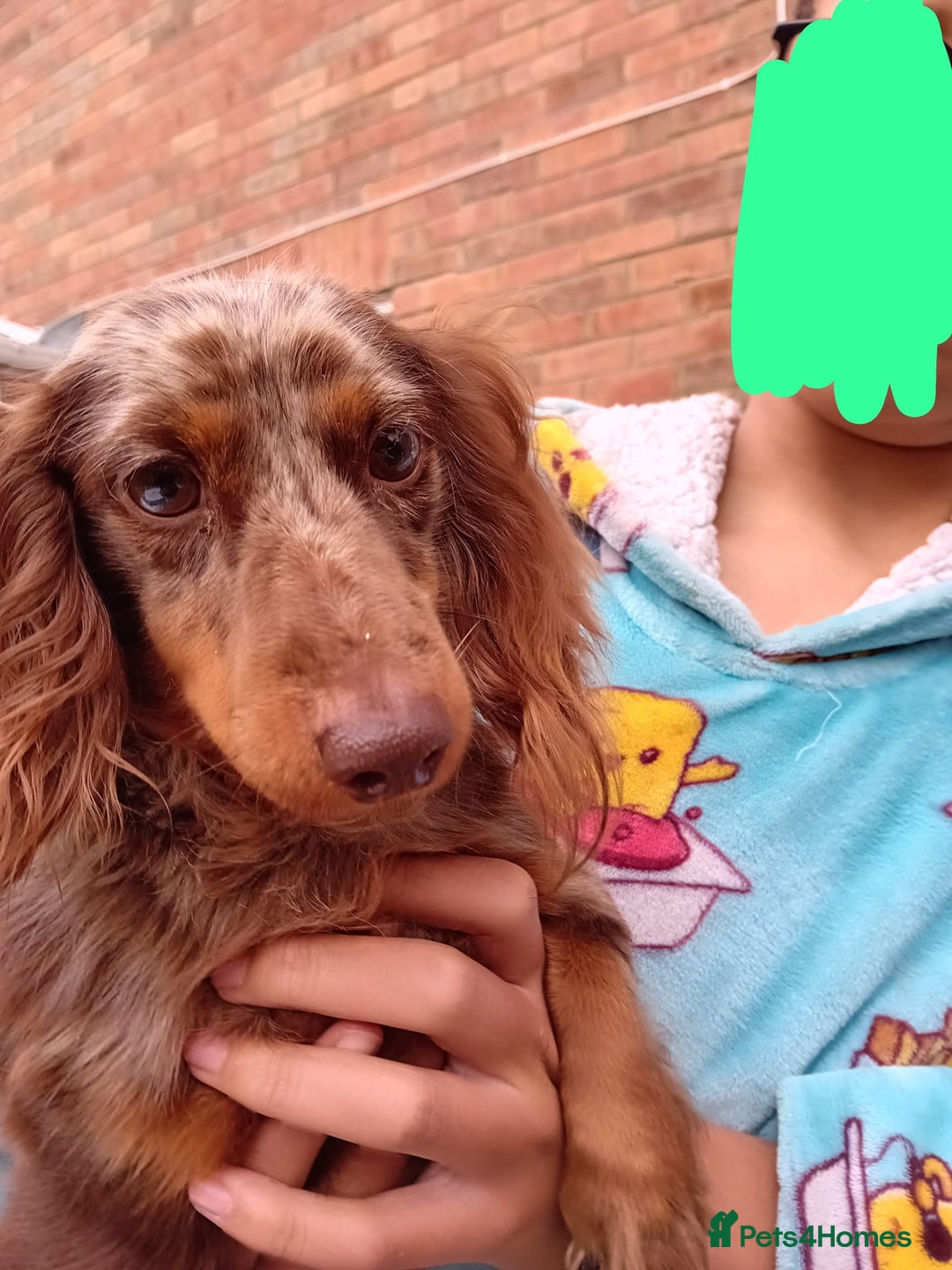 Miniature Dachshund dogs for sale: 2yr old chocolate dapple long haired MINI girl  - Image 2
