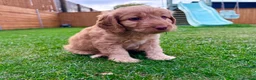 Mixed Breed dogs for sale: Beautiful Schnoodle Babies 🐾🐾🐾 - Advert 12