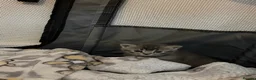 British Shorthair cats for sale: British shorthair /russian blue kittens  - Advert 7