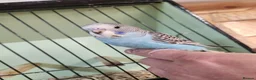 Budgerigars birds for sale: Love birds, java sparrows & paroletts  - Advert 18