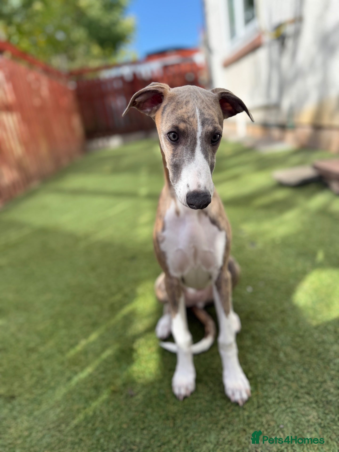 Whippet dogs Beautiful whippet boy💙 - Advert 4