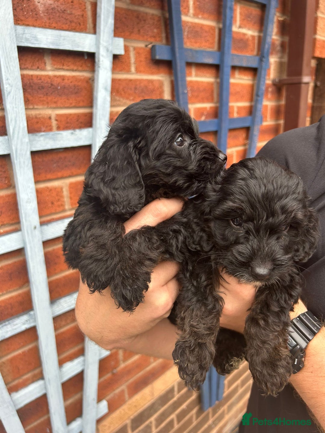Cockapoo dogs for sale: Cockapoo Puppies (TOY) - Image 3