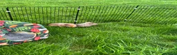 Guinea Pig rodents for sale: Two beautiful male guinea pigs- Pumpkin and Toffee in Bourne - Advert 6